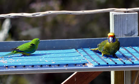 Small green coloured bird