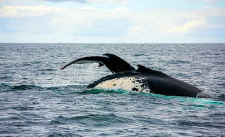 whalesreturn.jpg
