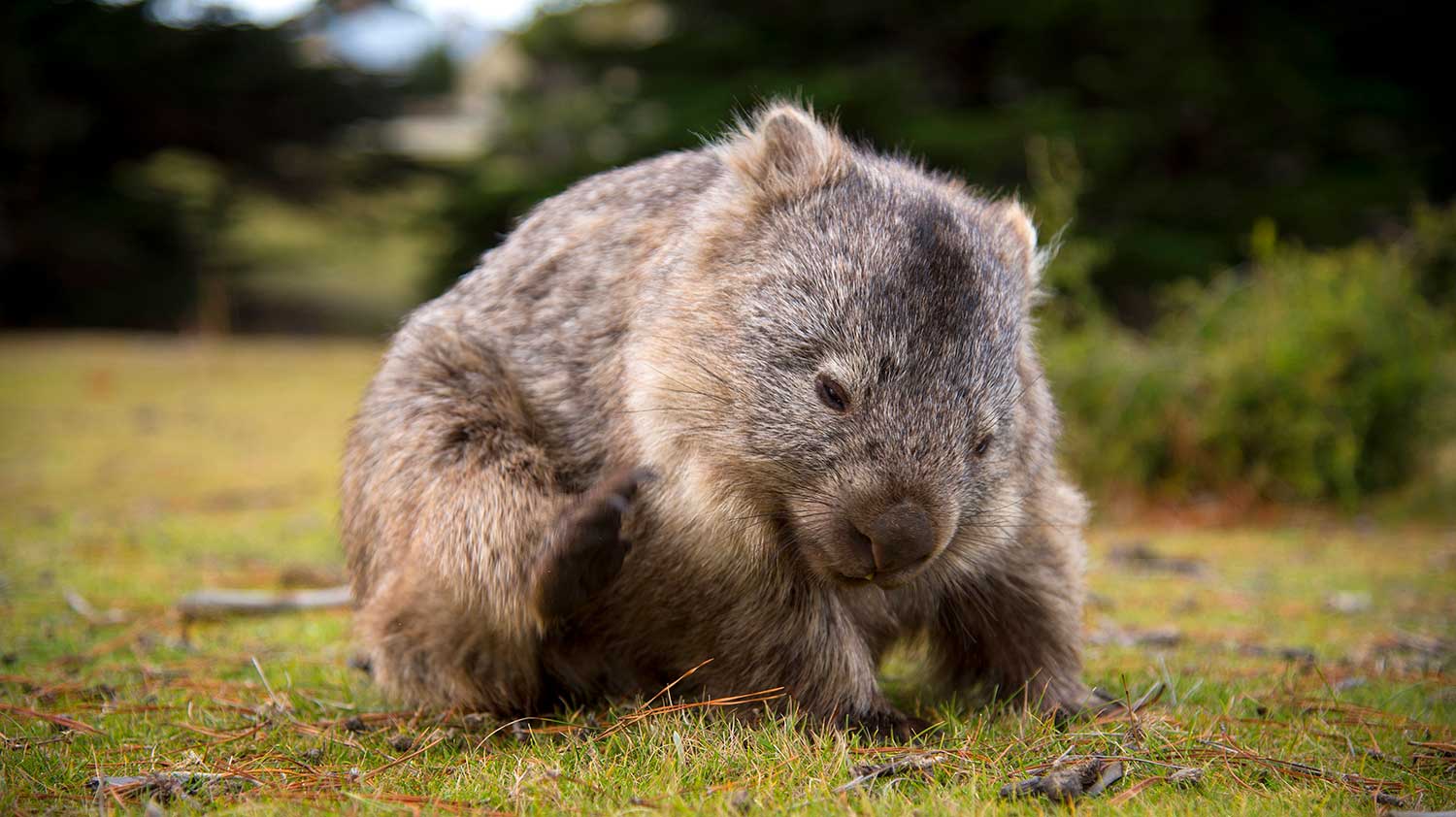 A wombat sits on green grass and has a scratch.