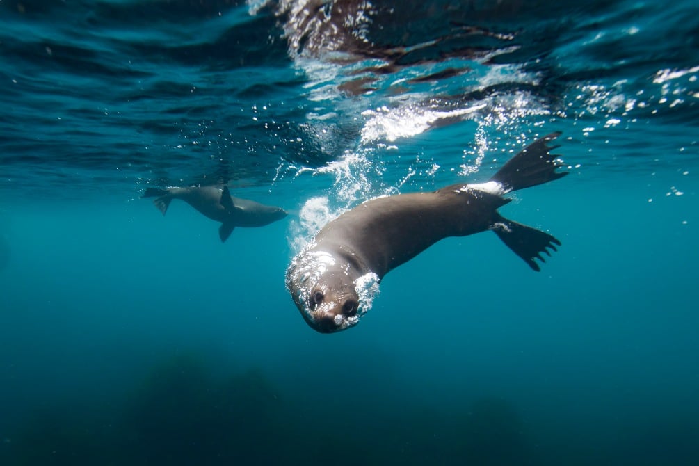 Australian Fur seal