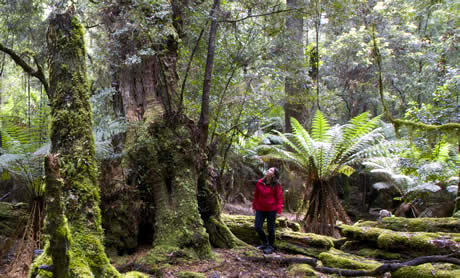 tarkine.jpg