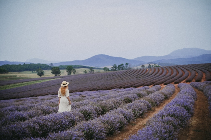 Bridestowe Lavender Estate